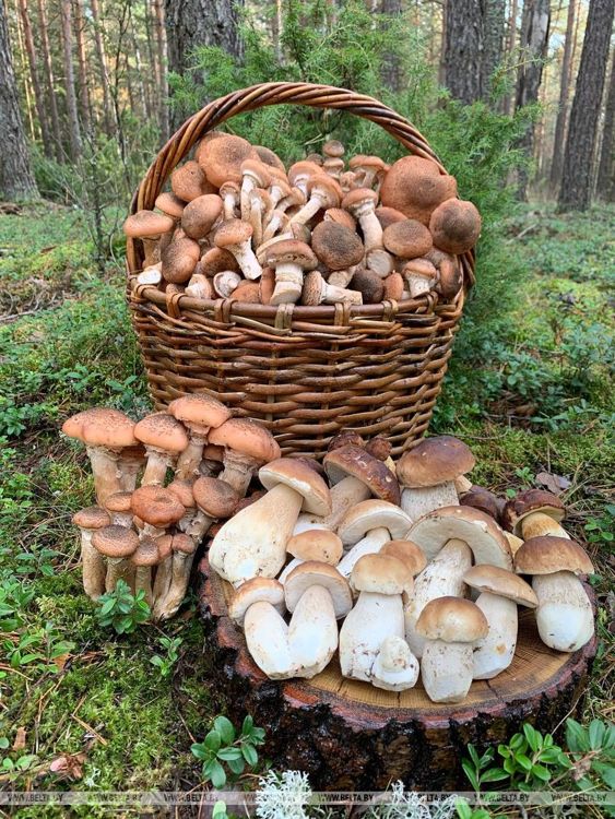 сбор грибов