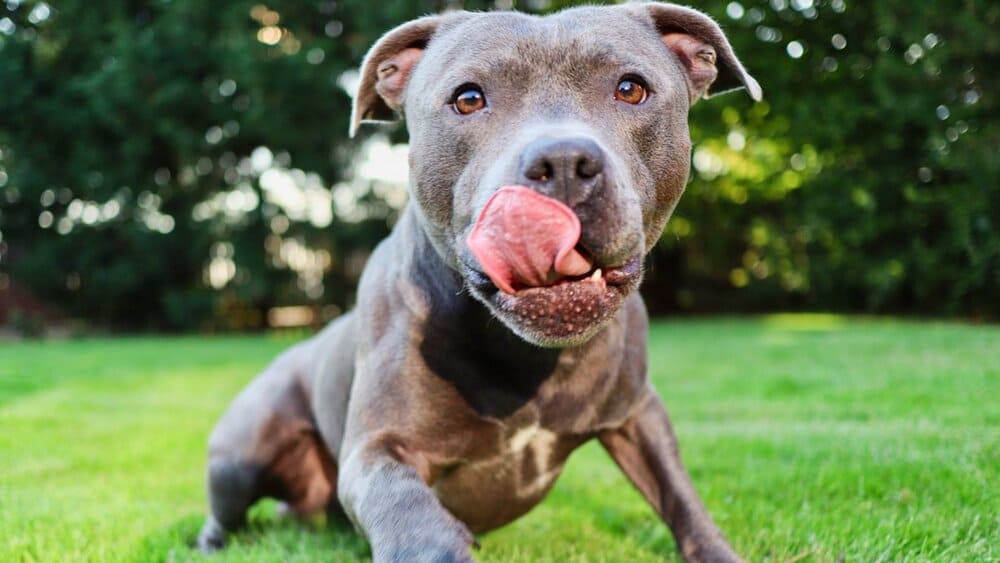 Питбультерьер 