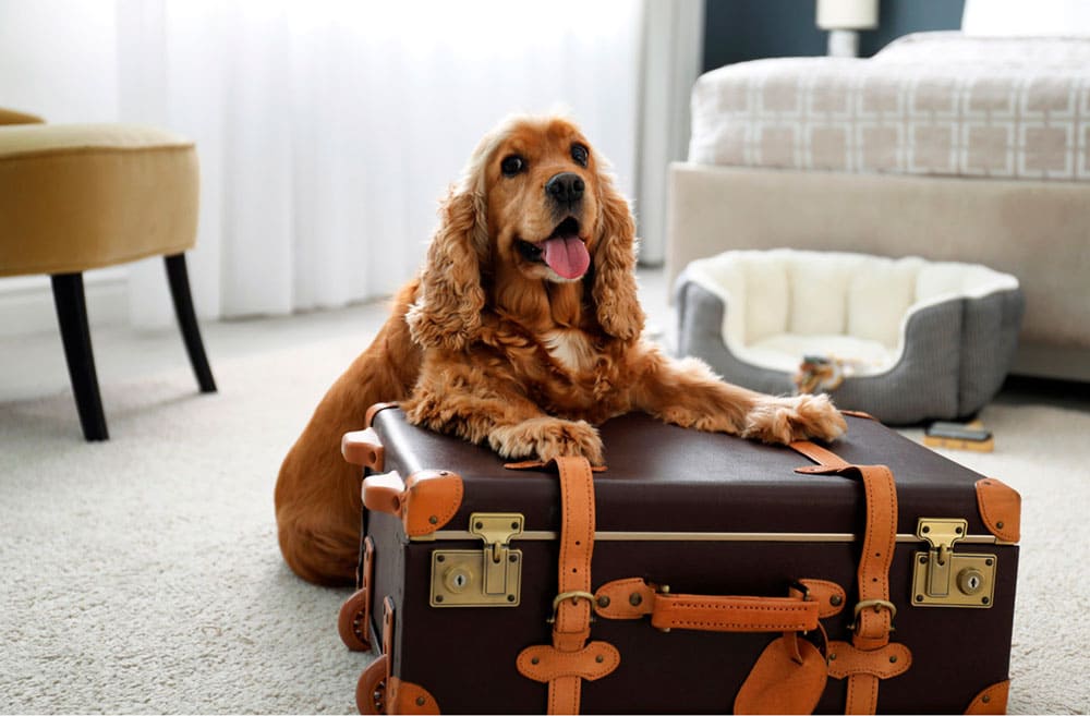 Собака с чемоданом