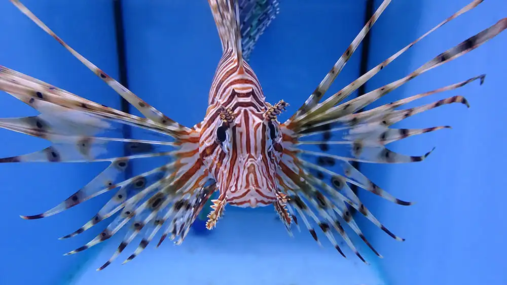 Рыба-крылатка