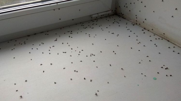 мошки-кровопийцы