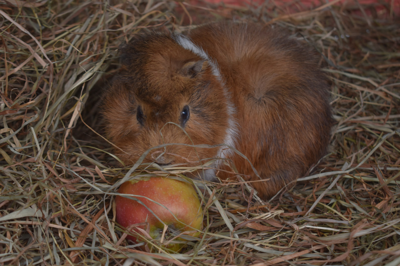 фестиваль Твой день морская свинка