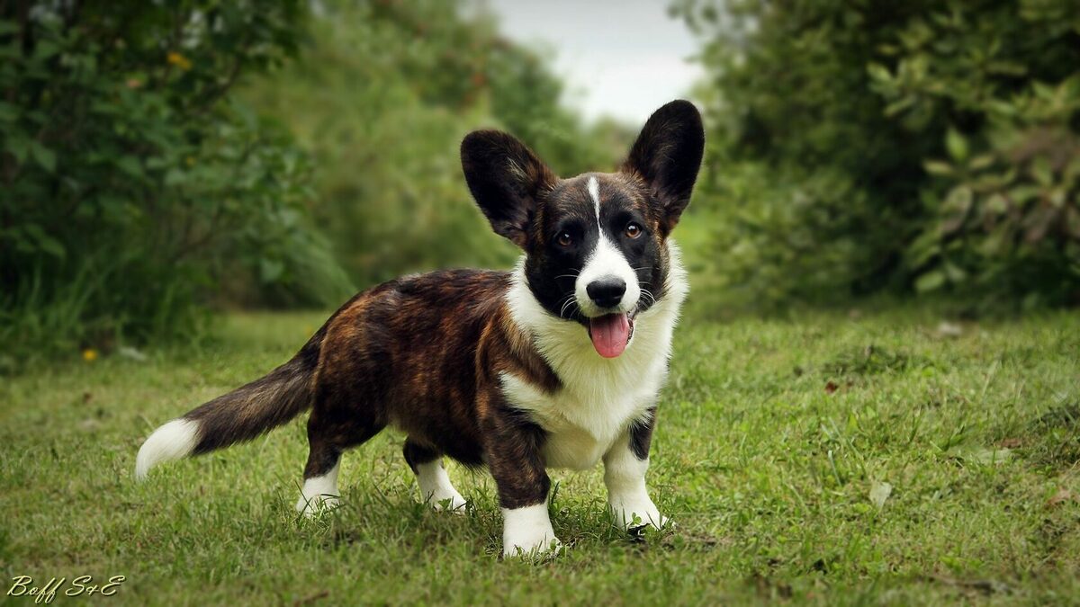 Вельш-корги кардиган