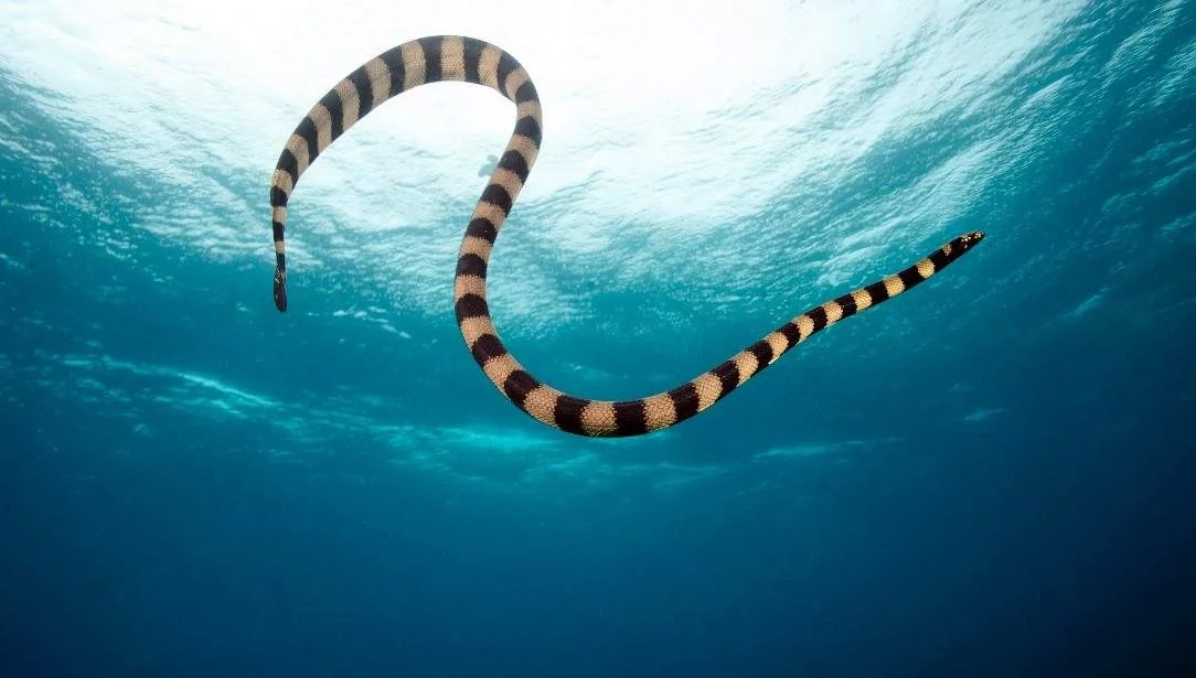 Морская змея