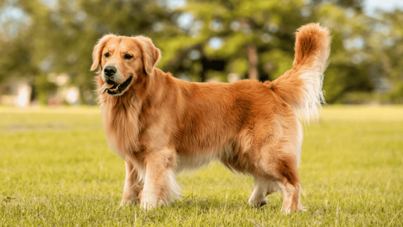 Золотистый ретривер 