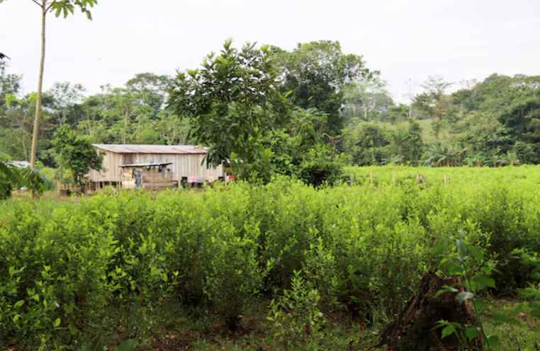 Плантация кокаина