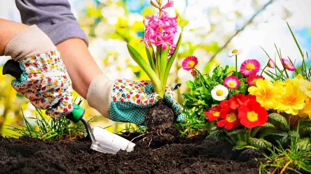 садоводство лунный календарь