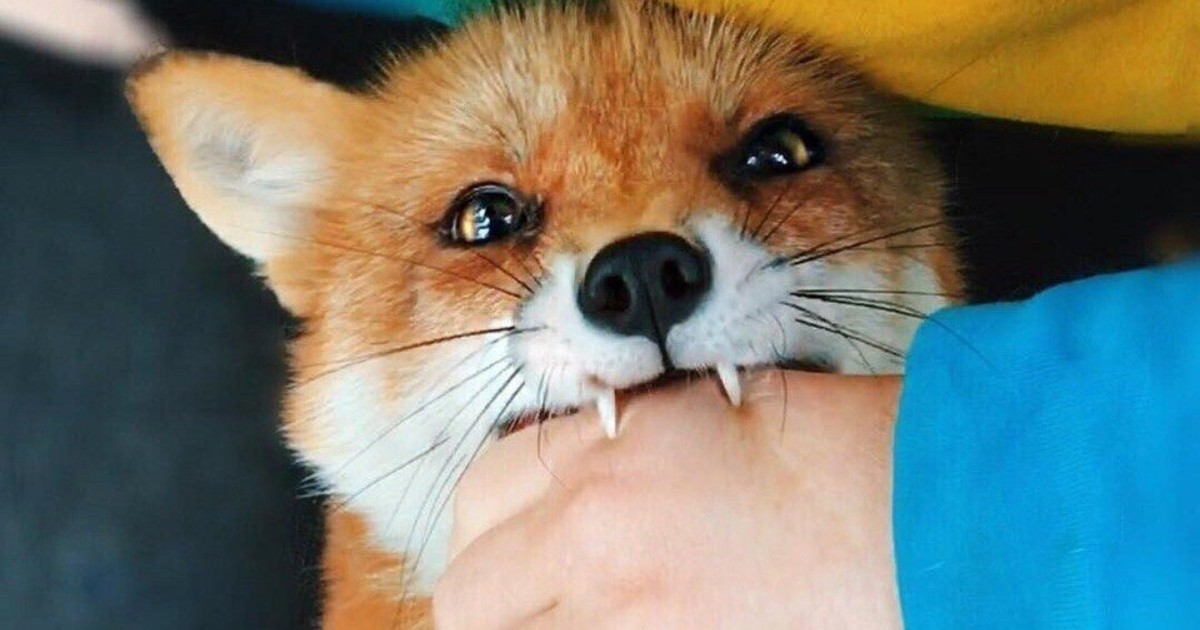 бешенство лиса