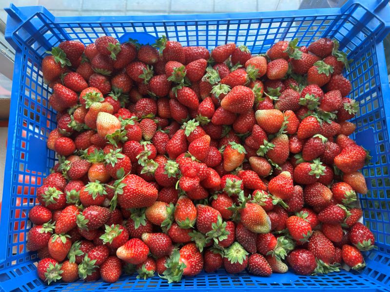 клубника в фруктовой и овощной лавке 