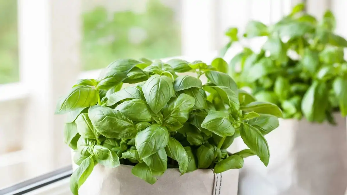 Базилик в горшке