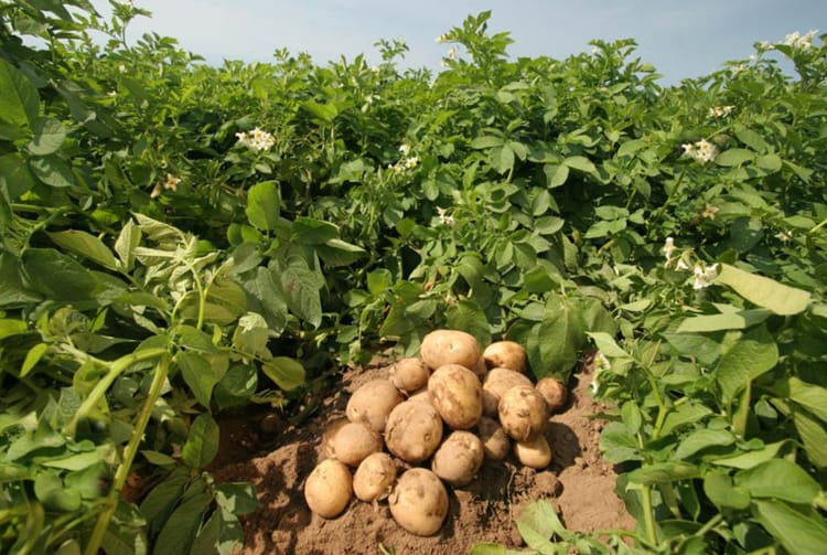 поля картошки