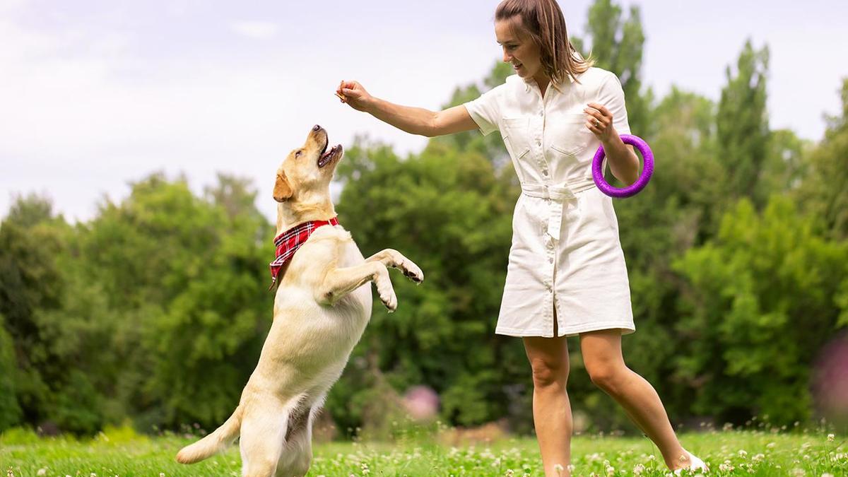 Дрессировка собаки