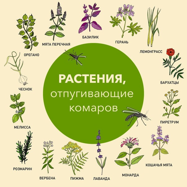растения отпугивающие комаров