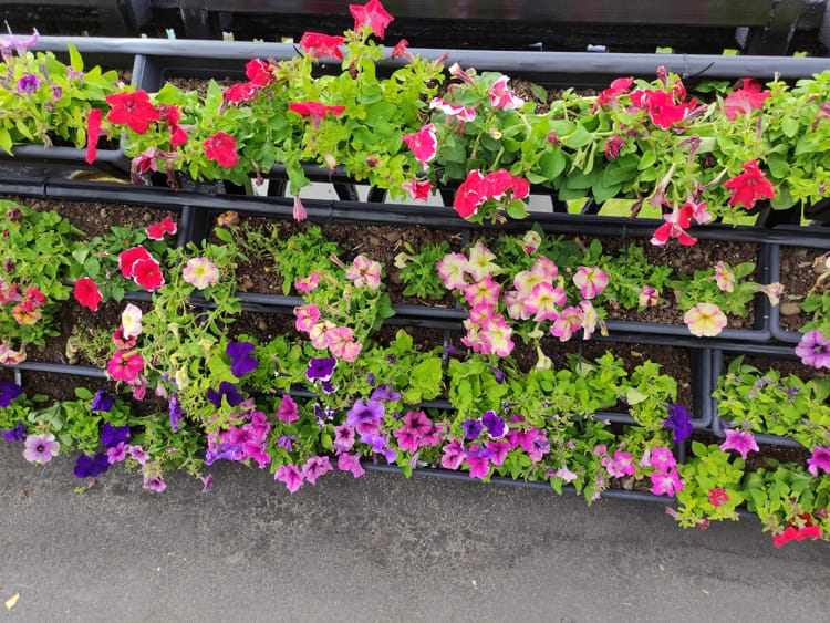 цветочные композиции витебск