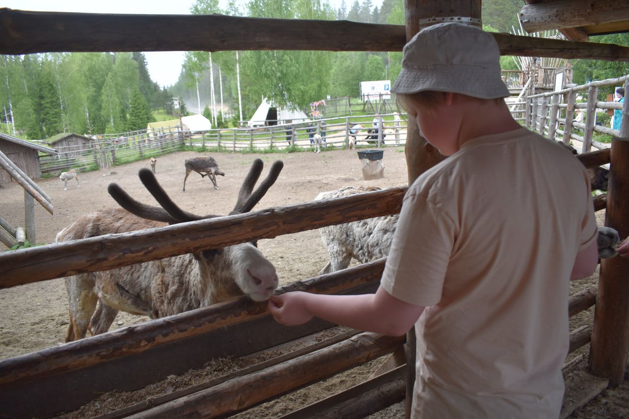 Лахденпохья Долина водопадов олень