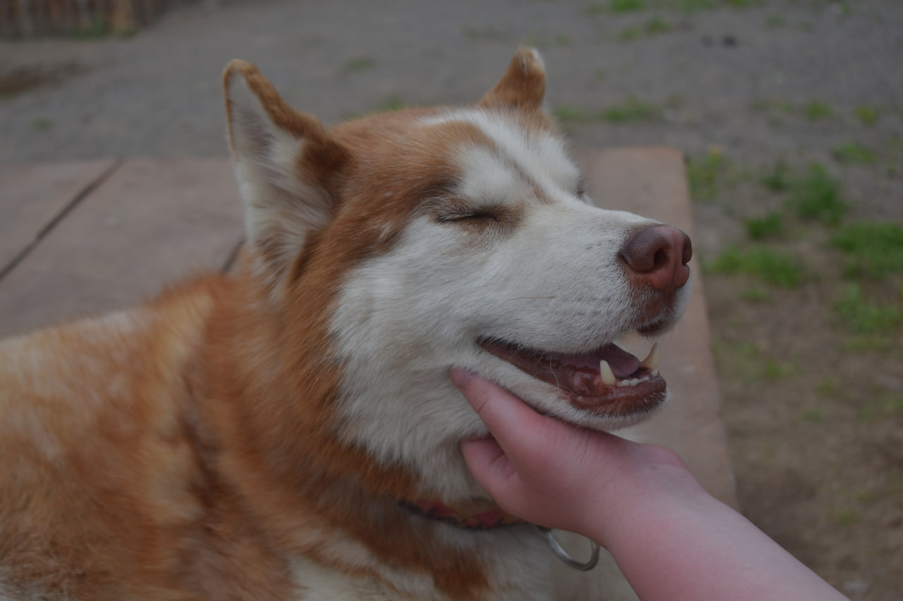 Лахденпохья Долина водопадов хаски