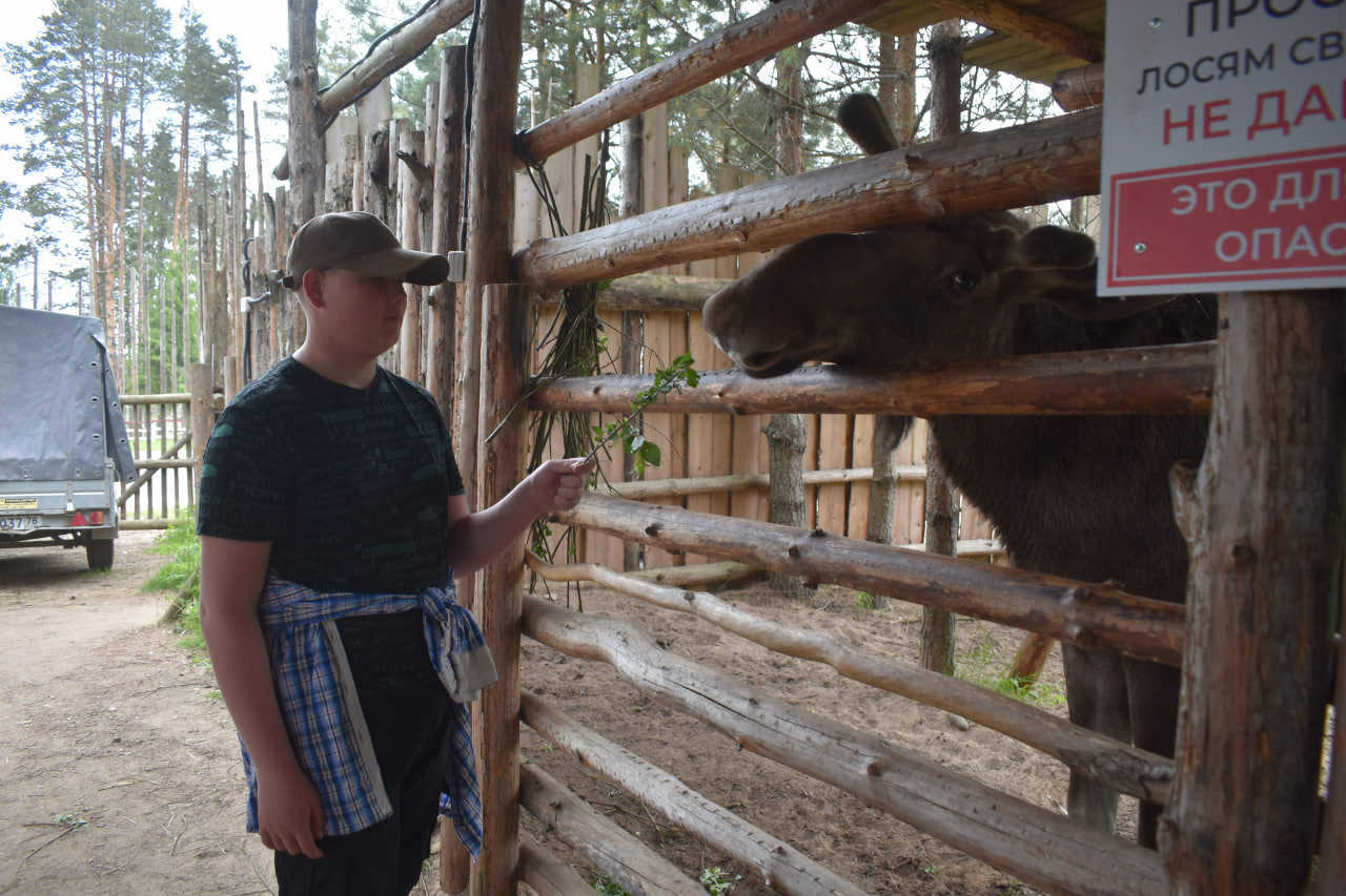 Лахденпохья Долина водопадов лось