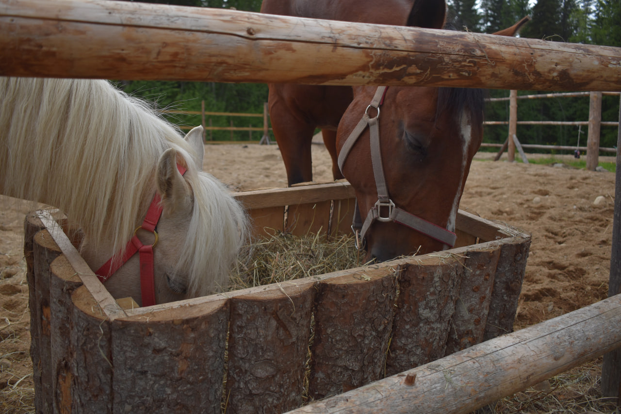 Лахденпохья Долина водопадов лошади