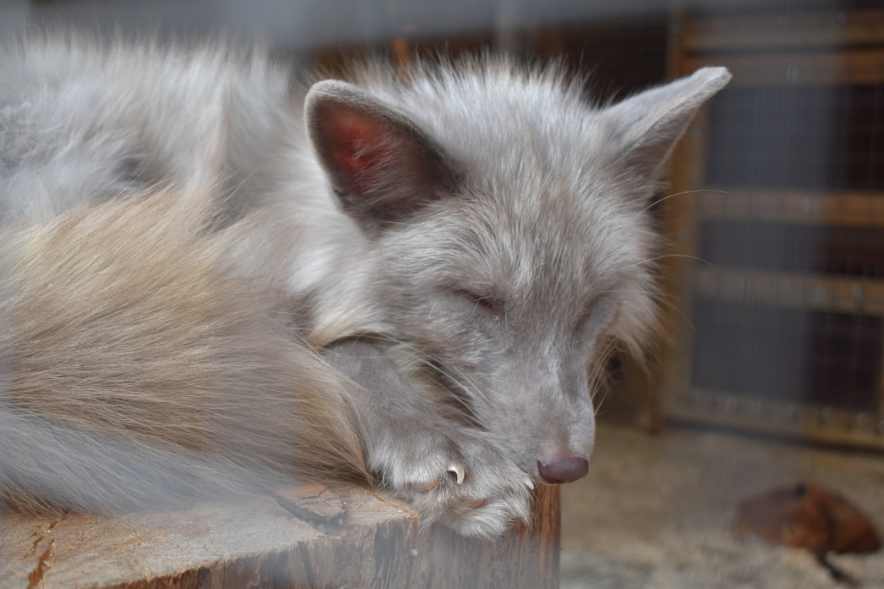 Лахденпохья Долина водопадов лиса