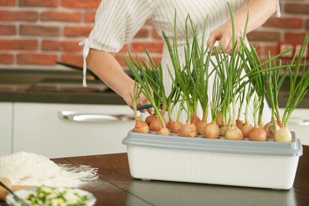 Лук в контейнере