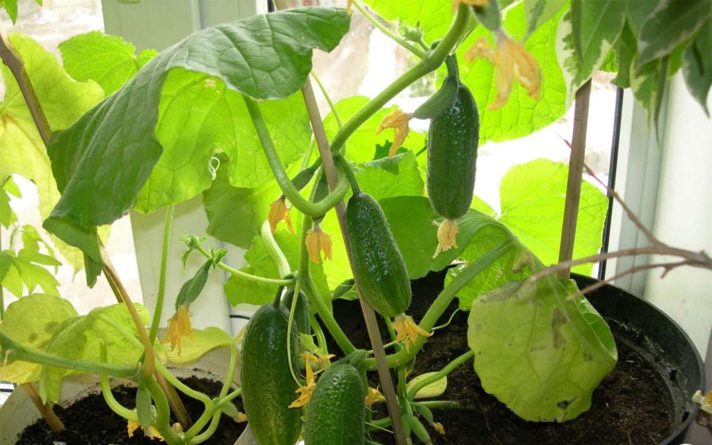 Огурцы в горшках