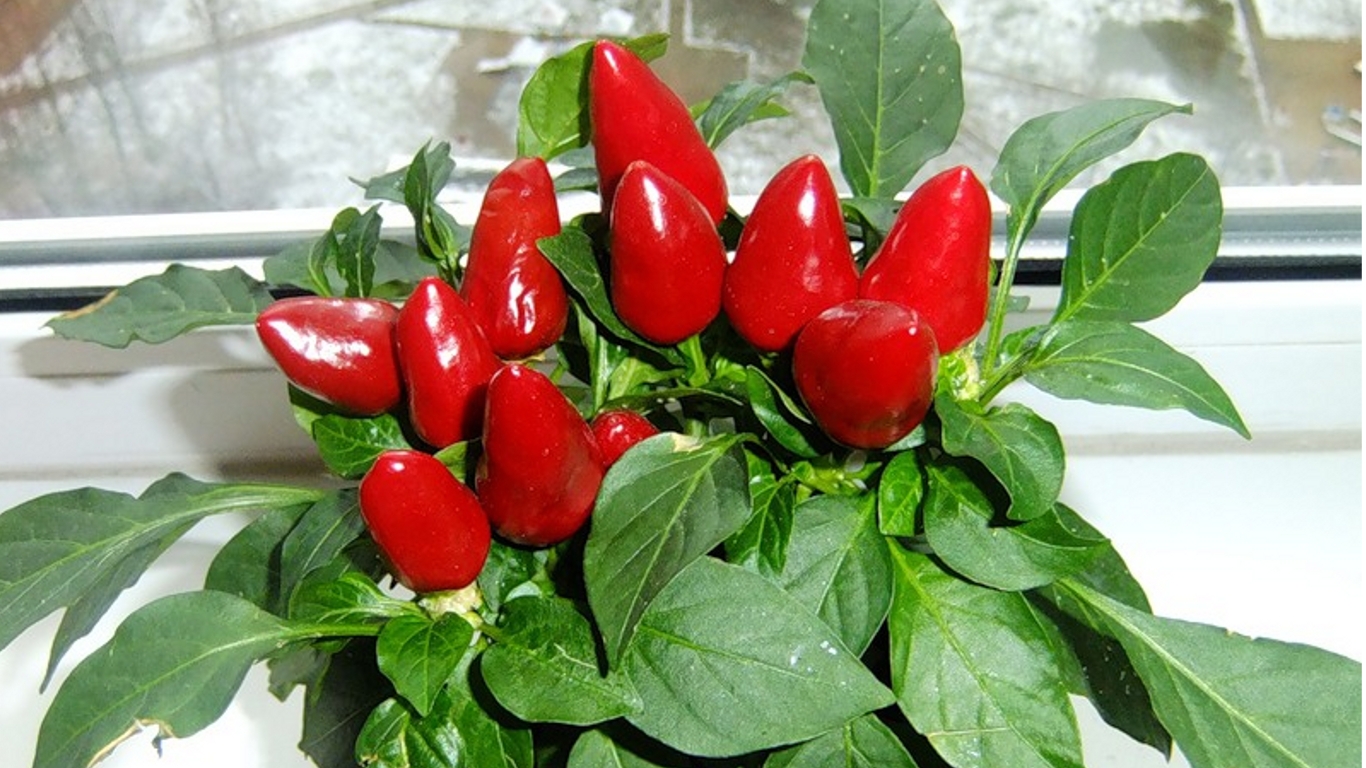Перец в горшке