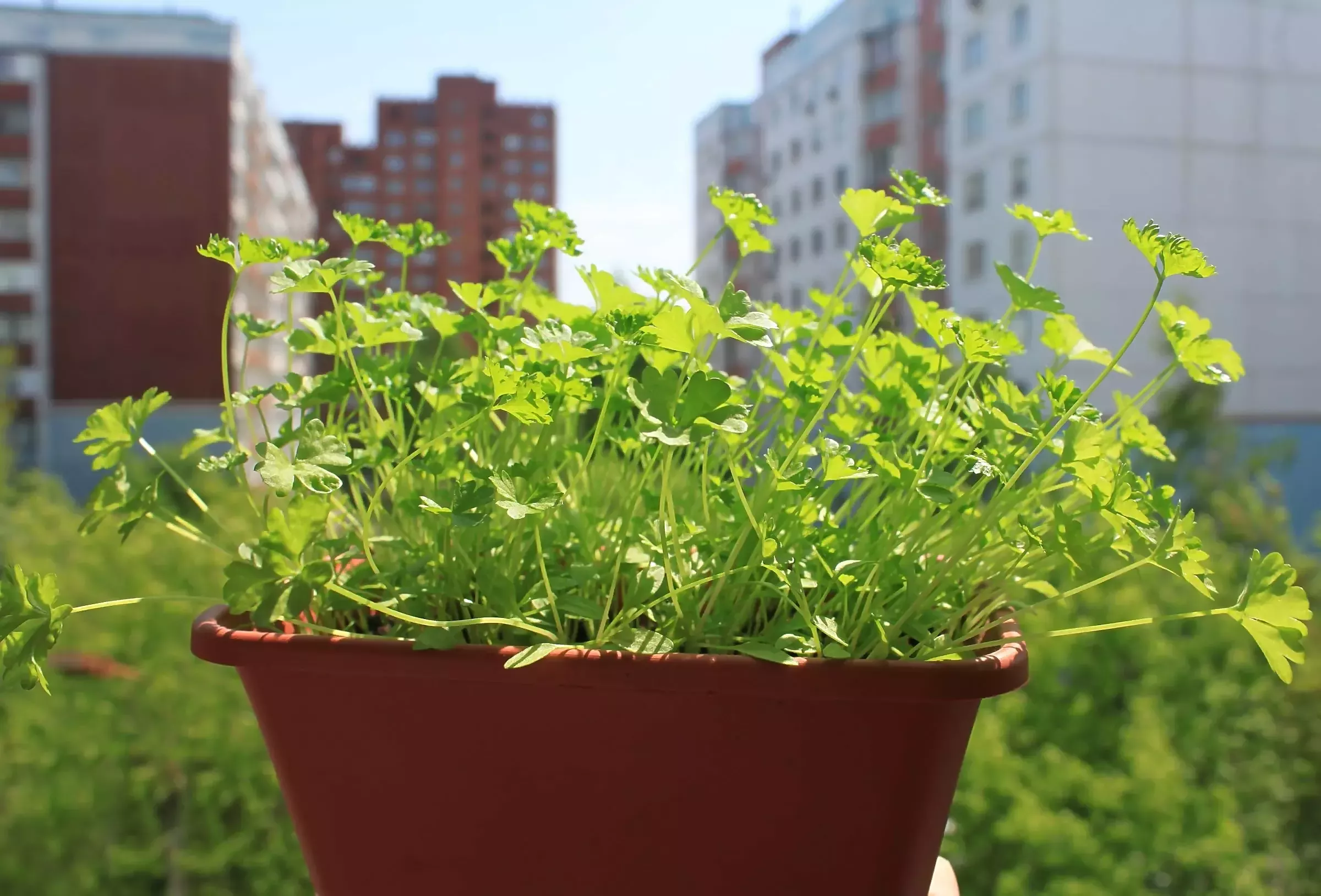 Петрушка в горшке