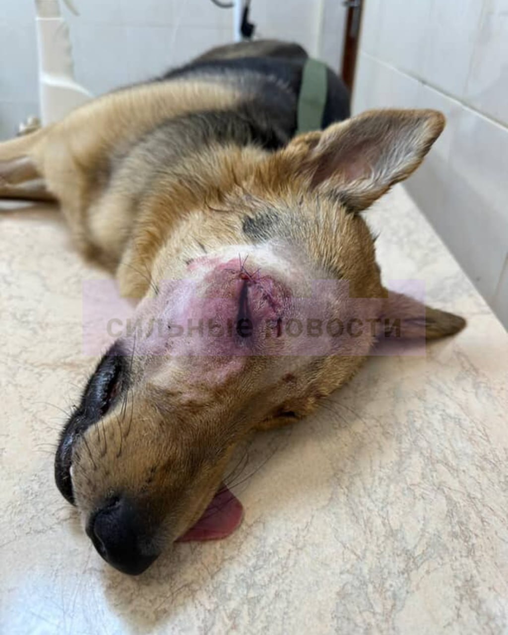 Собаку, найденную в лесу, госпитализировали в Минск 