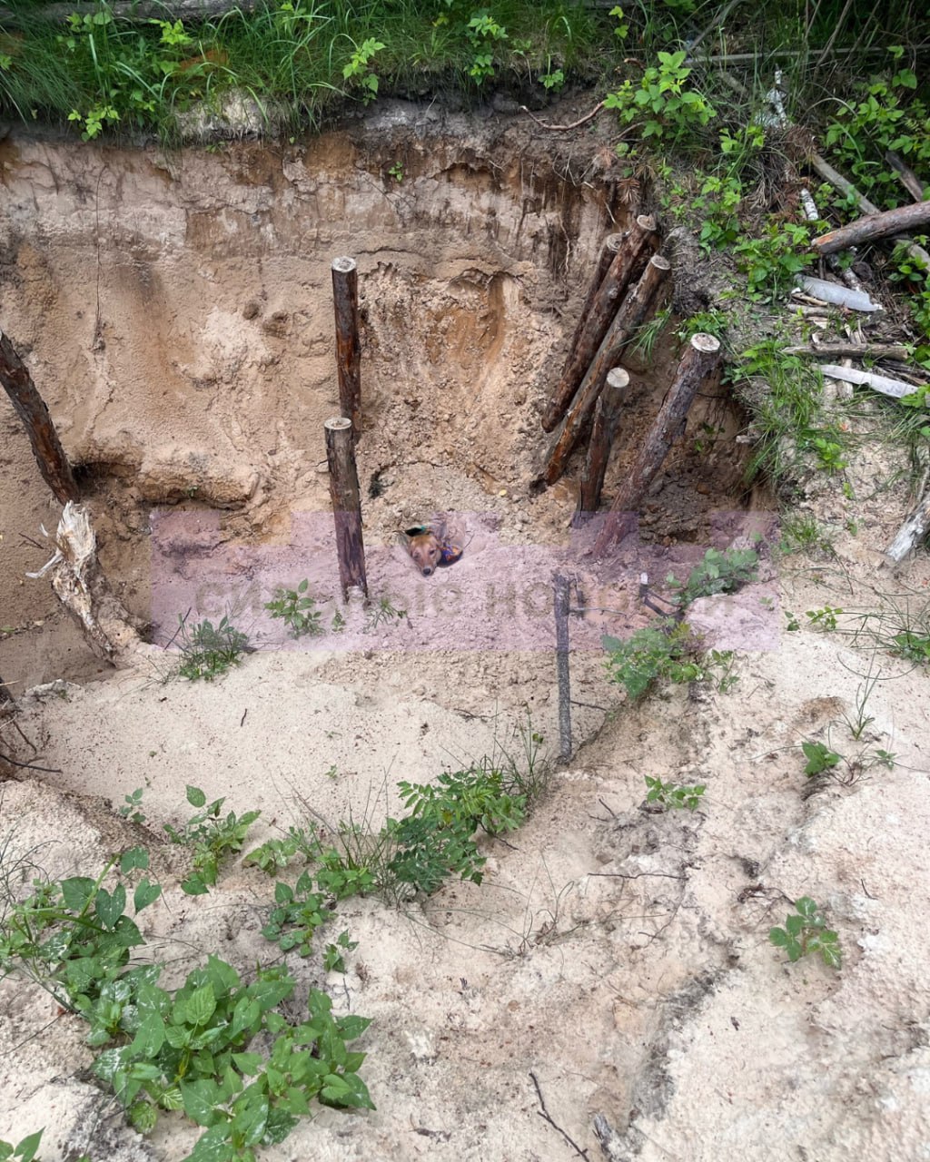 Спасатели нашли собаку в земле 