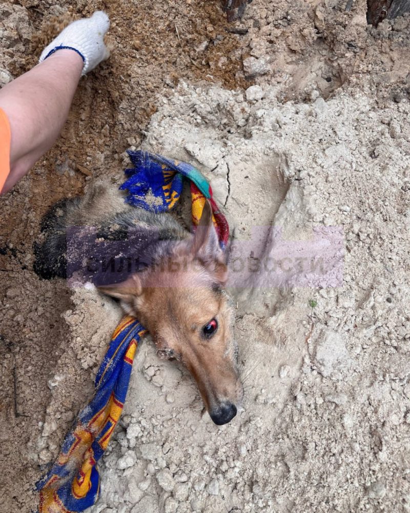 Спасатели нашли собаку в лесу 