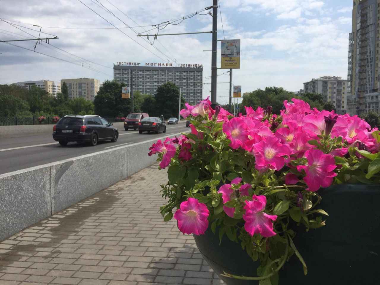 Могилев, цветы