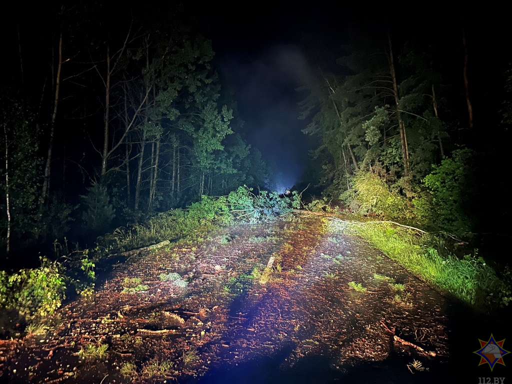 поваленные деревья