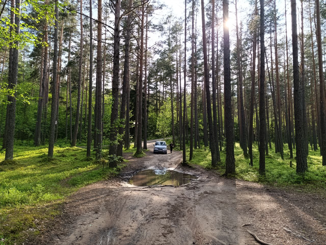 лес Ладожское озеро