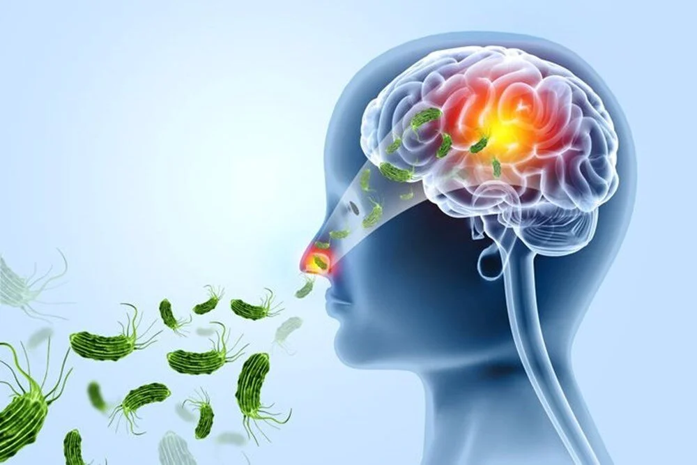 Что такое Naegleria fowleri