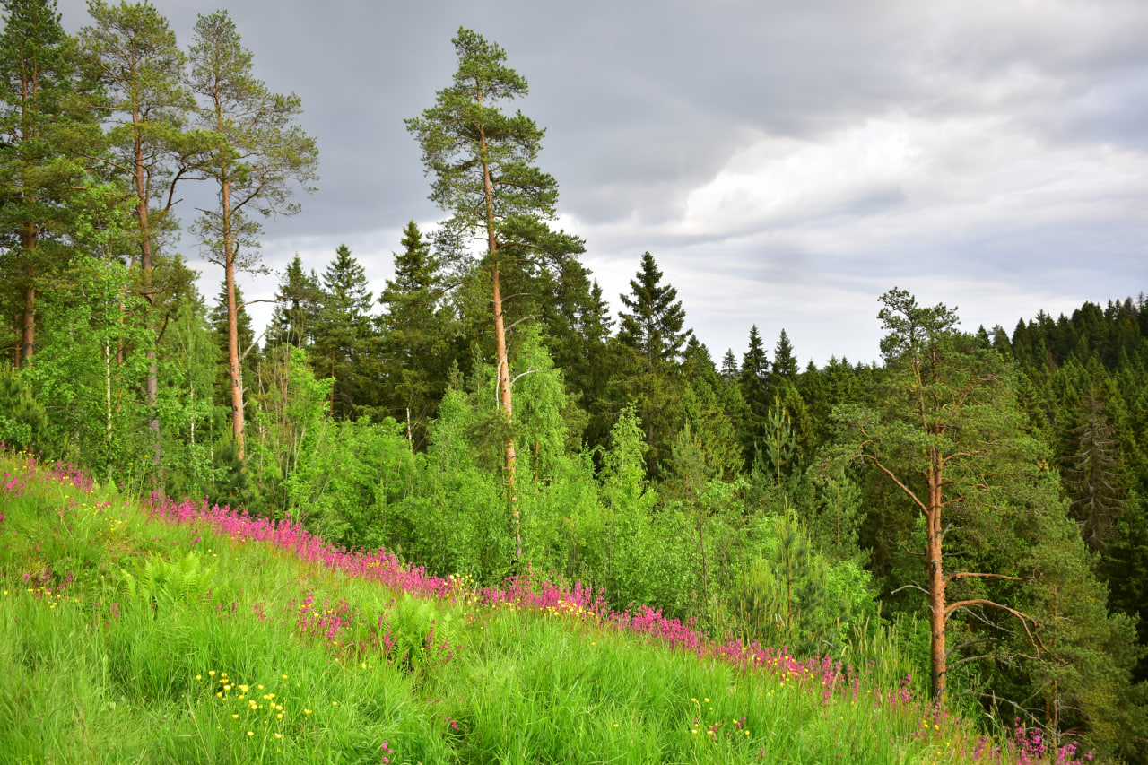 Сортавала гора Паасо