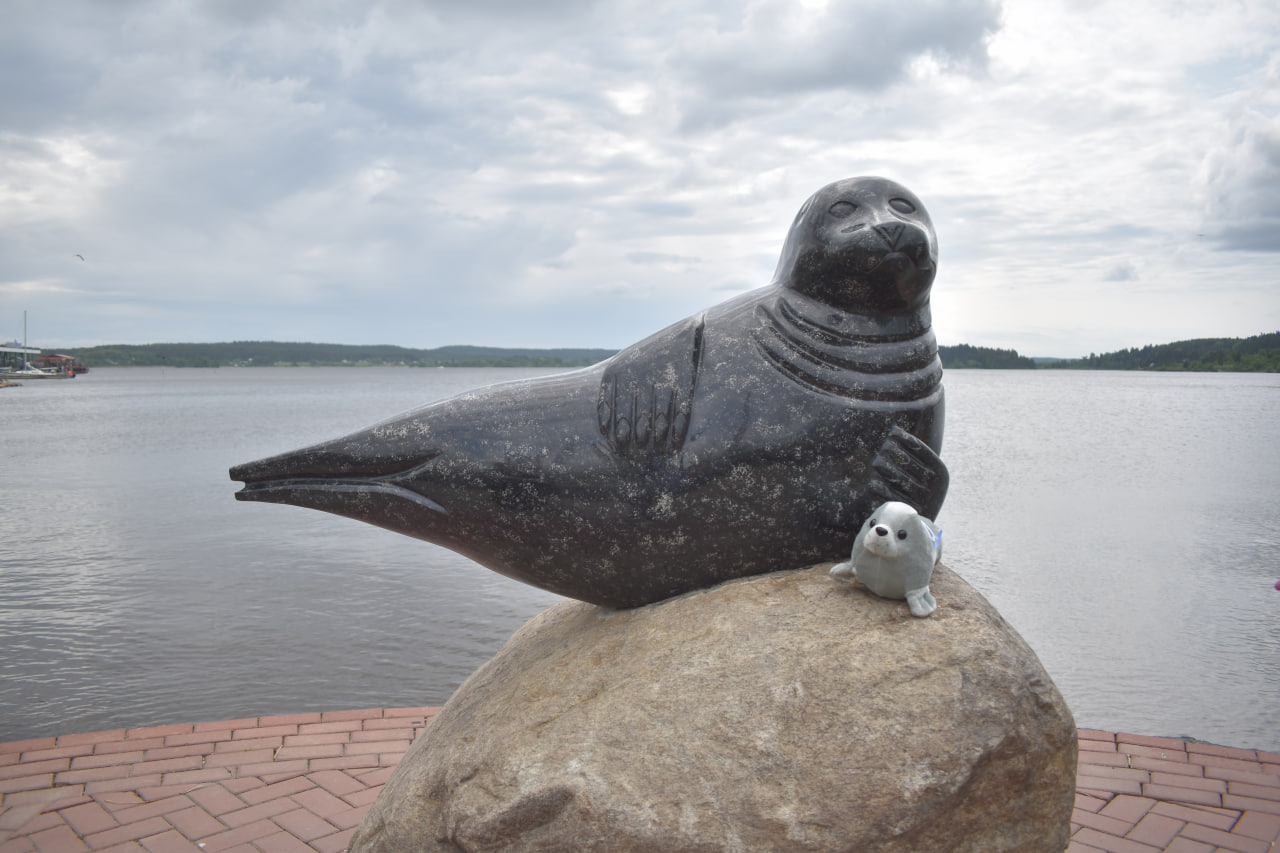 Сортавала нерпа