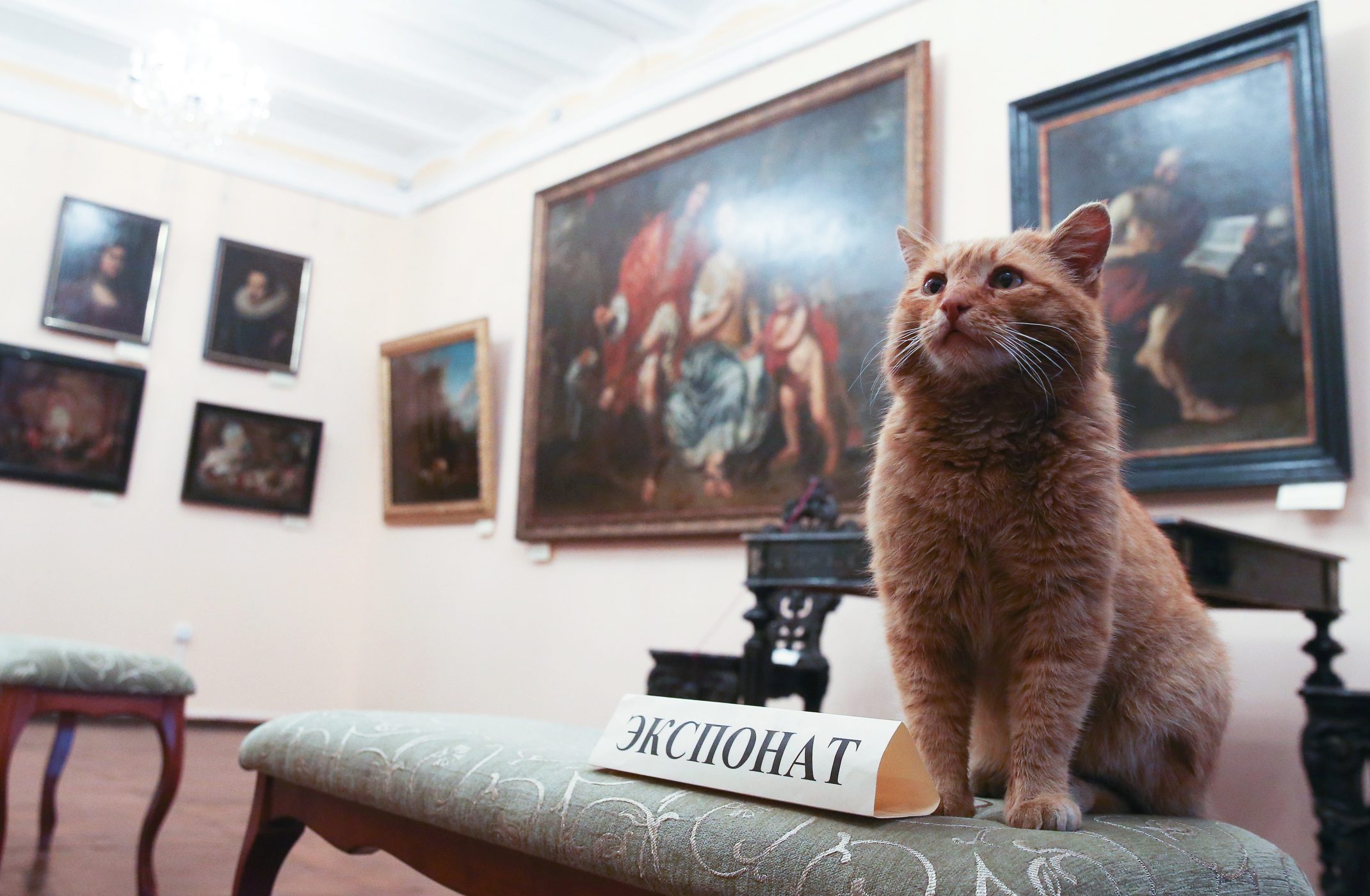 музеи Беларуси необычные кот