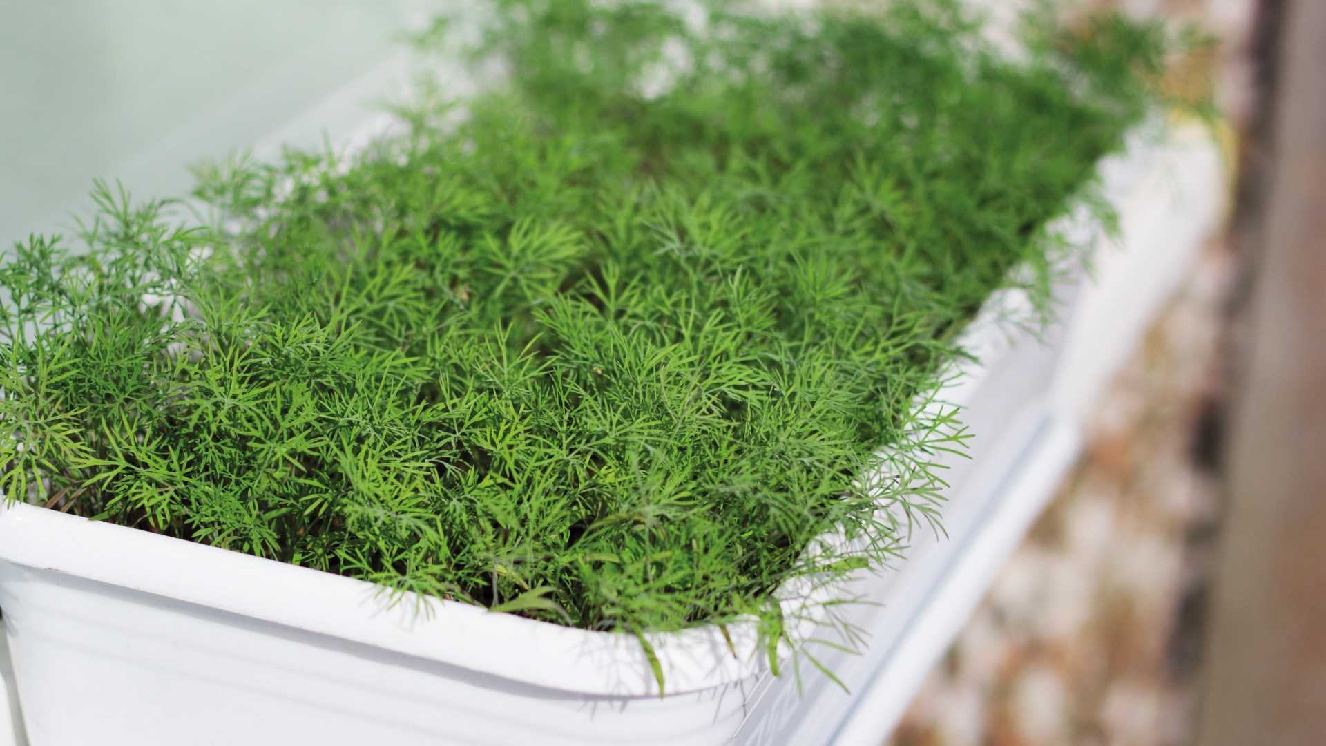 Укроп в горшке