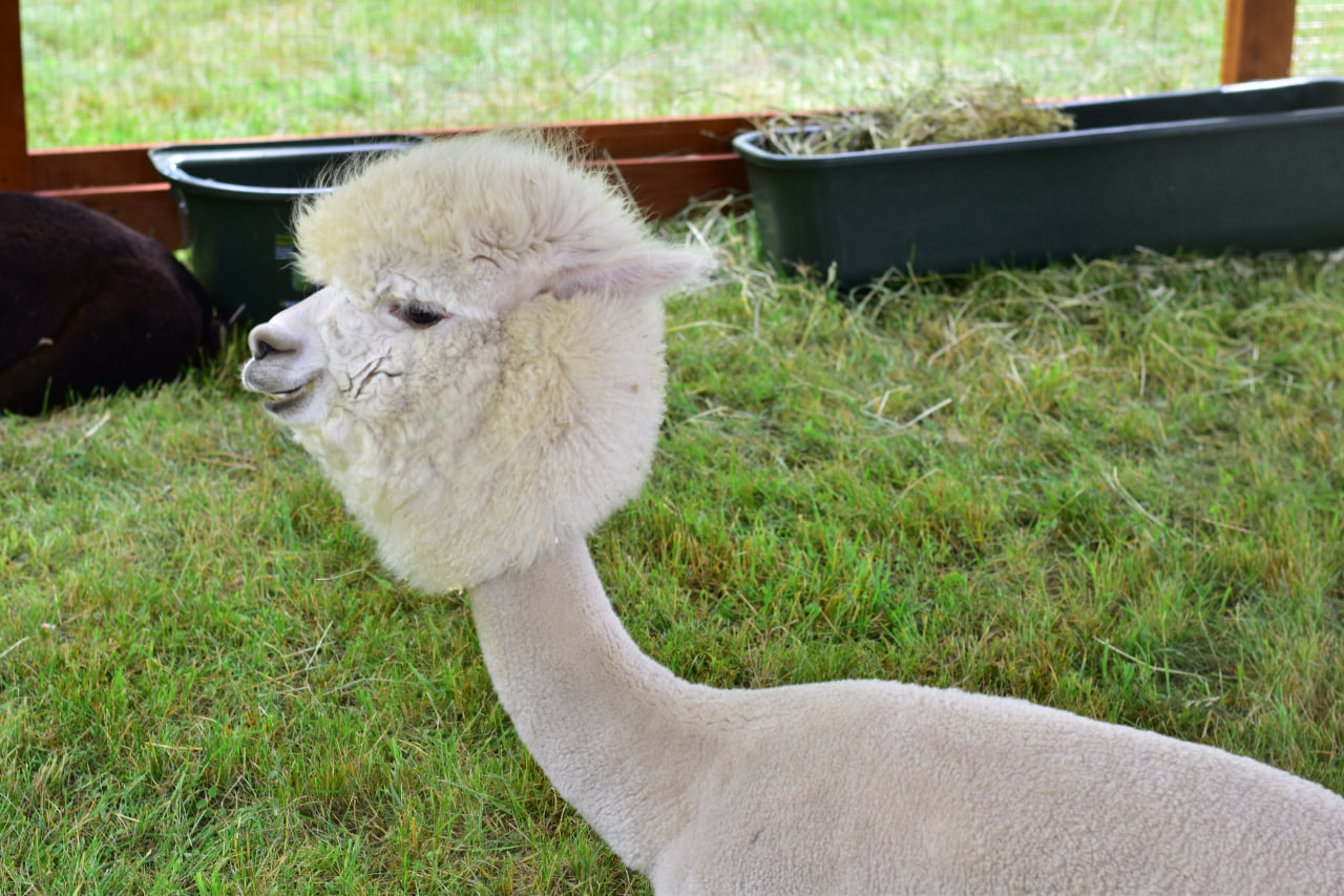 рок фестиваль «Солнцестояние»