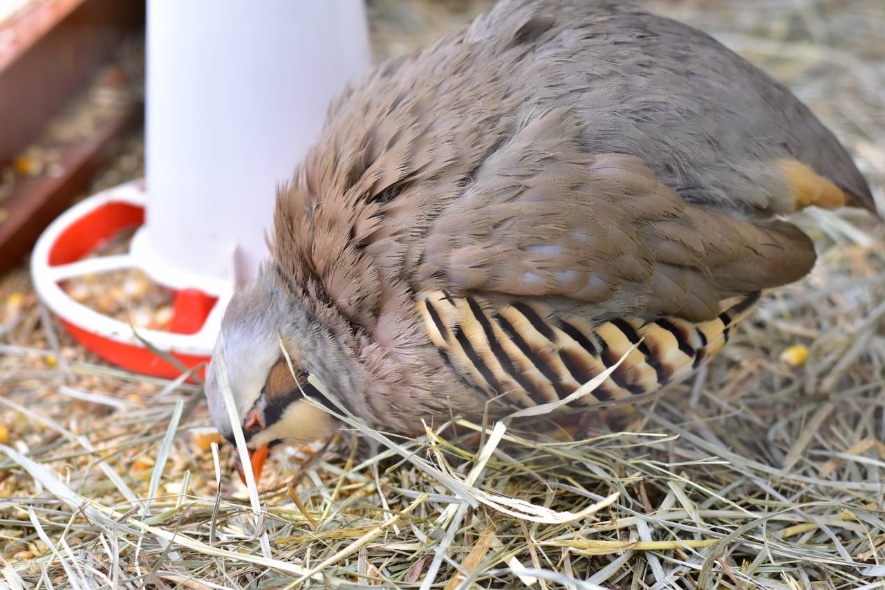 рок фестиваль «Солнцестояние»