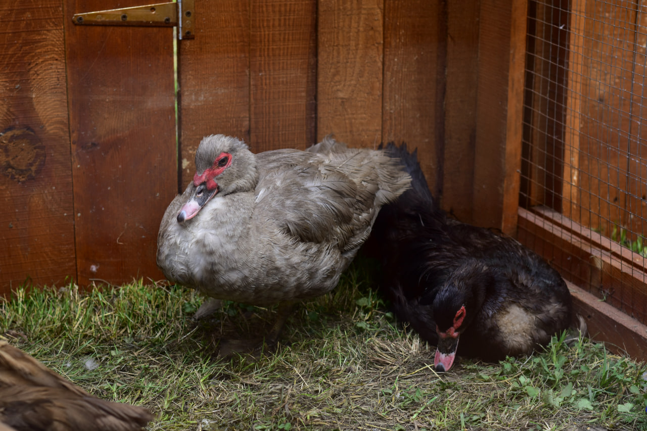 рок фестиваль «Солнцестояние»