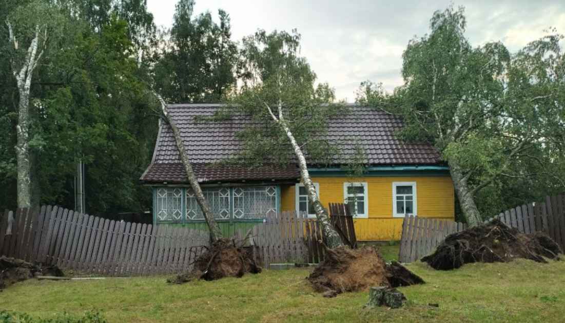 Упавшие деревья