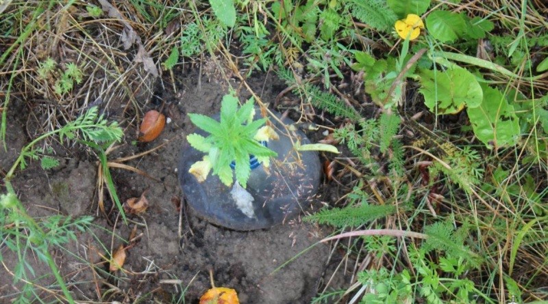 выращивание конопли 