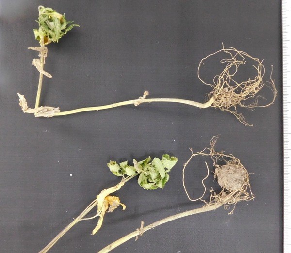 экспертиза конопли 