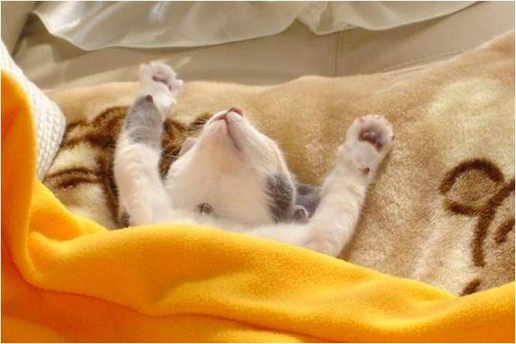 выходной котик