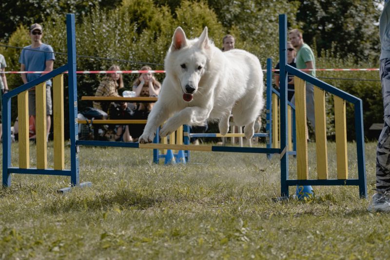 Pets Fest 2025 в Минске