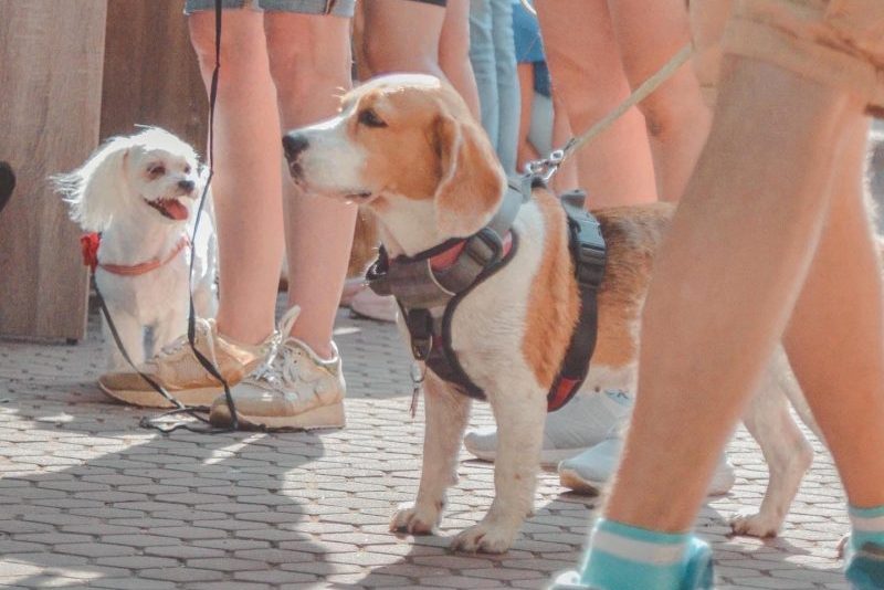 Фестиваль животных в Минске 