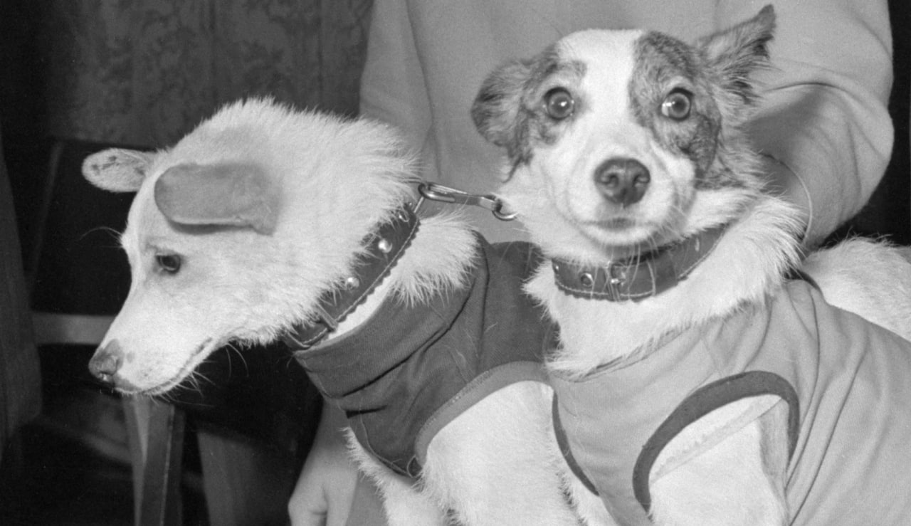 Белка и Стрелка