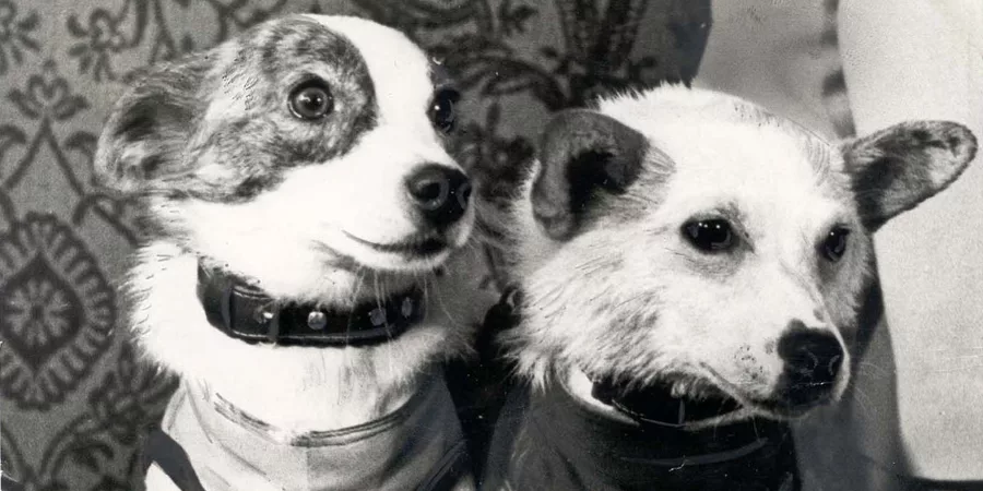 Белка и Стрелка