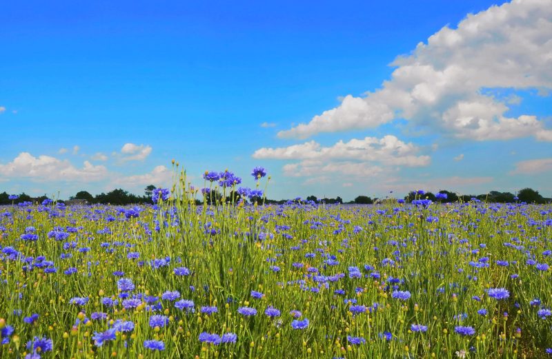 Штраф за фото в васильковом поле: чем это грозит любителям селфи